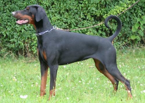 Baronessa  Beauty di Sada House | Black Doberman Pinscher