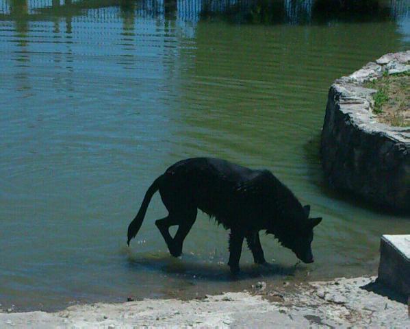 Darka [Daniel] | German Shepherd Dog 