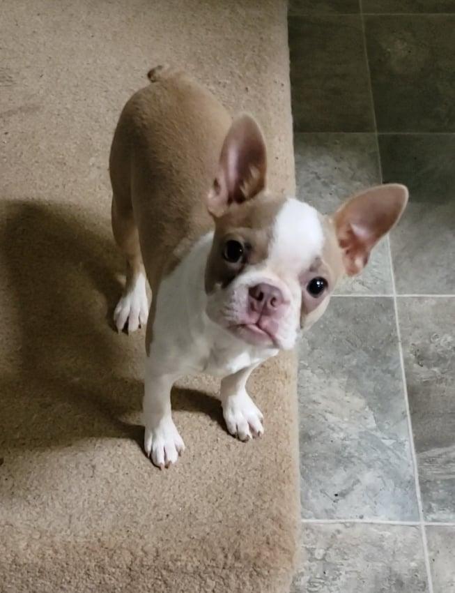 Lilac fawn | Boston Terrier 