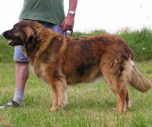 Farah v. Nonnenwald | Leonberger 