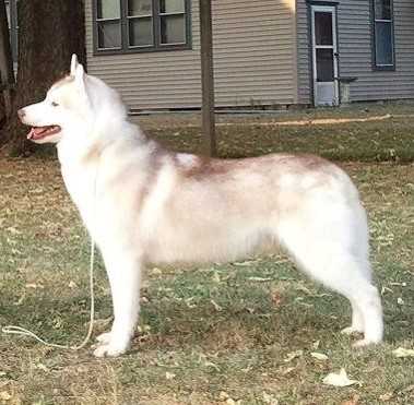 LEGEND CONTINUES CRAN BERRY | Siberian Husky 