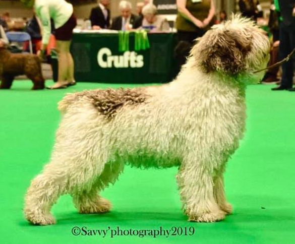 Dirty Dancing De Sinkovic | Spanish Water Dog 