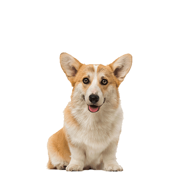 Pembroke Welsh Corgi