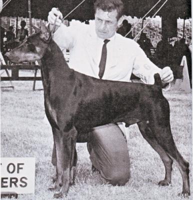 Elfred's Golden Nugget | Black Doberman Pinscher