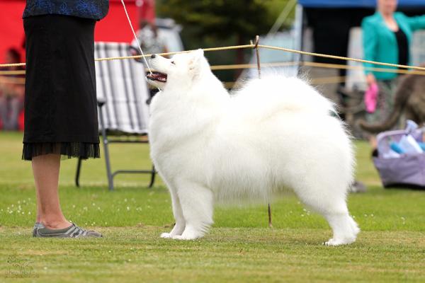 Lealsam Just Dance | Samoyed 