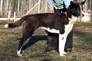 Howling Spirit Bonnie | Siberian Husky 