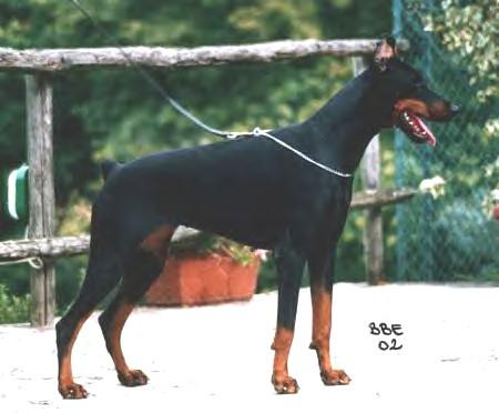 Eris del Mediano | Black Doberman Pinscher