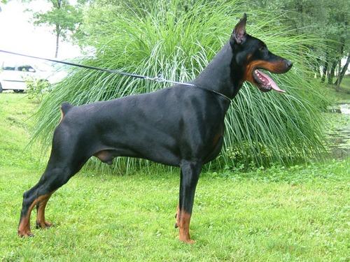 Tom-Dober Hagi | Black Doberman Pinscher