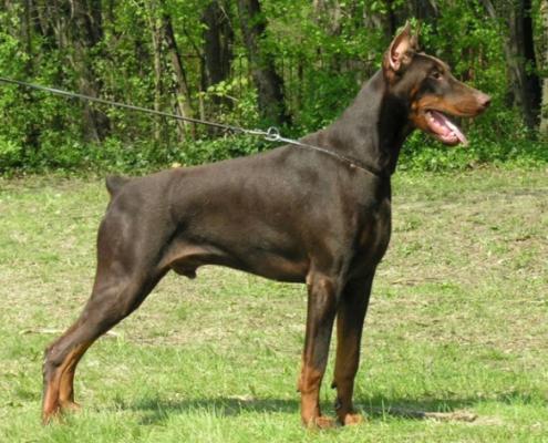 Tom-Dober Hammer | Brown Doberman Pinscher