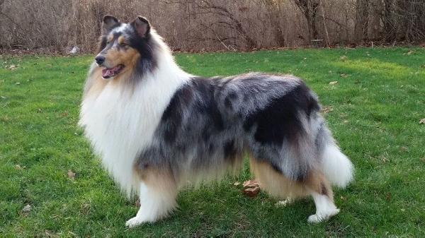 Pebblecreek's Etched In Stone | Rough Collie 