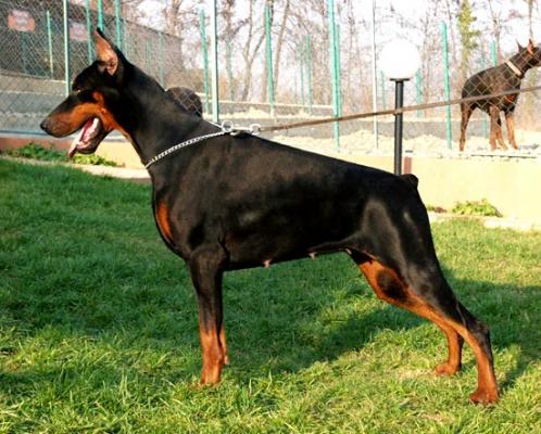 Royal Ruby di Altobello | Black Doberman Pinscher