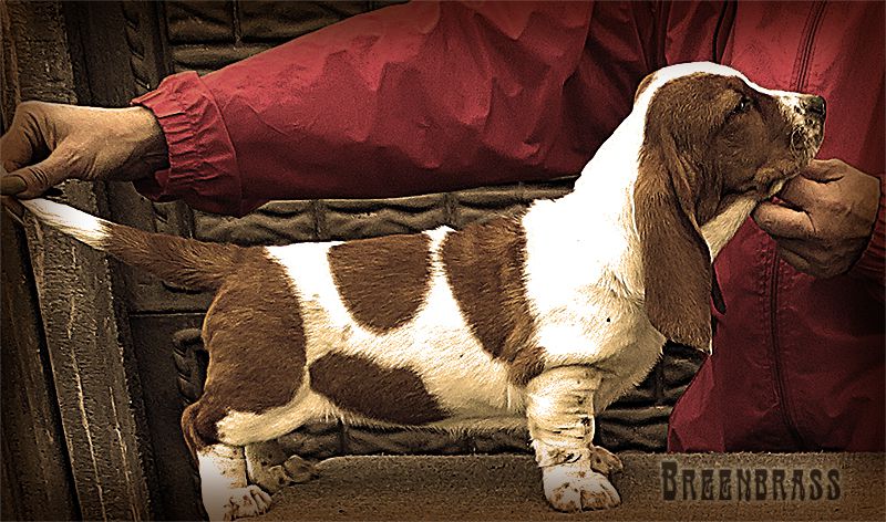 Pass Of My Heart Anita BREENBRASS | Basset Hound 