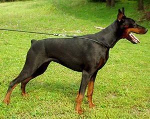 Zhemchuzhina Chernozemija Gzhel | Black Doberman Pinscher