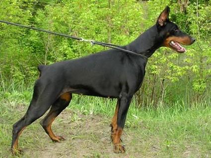 Zhemchuzhina Chernozemija Despina | Black Doberman Pinscher