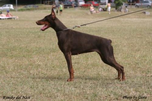 Kimiko del Nasi | Brown Doberman Pinscher