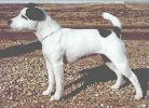 Brockwood Tuppence | Jack Russell Terrier 