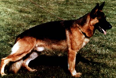 Uwo von der Wienerau | German Shepherd Dog 