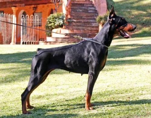 Sant Kreal Allegra | Black Doberman Pinscher