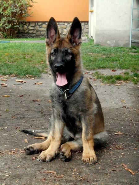 Hia von Meridian | German Shepherd Dog 
