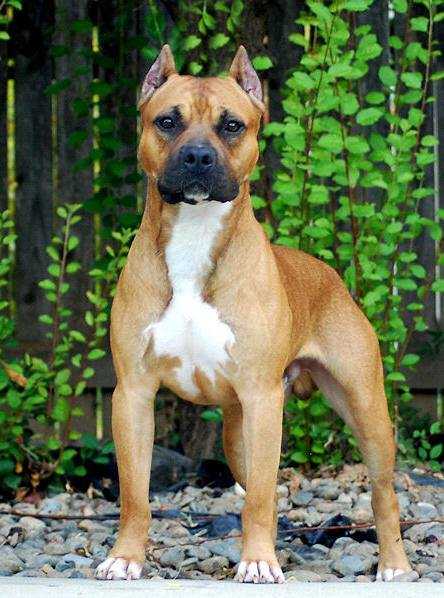 BLUPRINT'S PIT BOSS | American Pit Bull Terrier 
