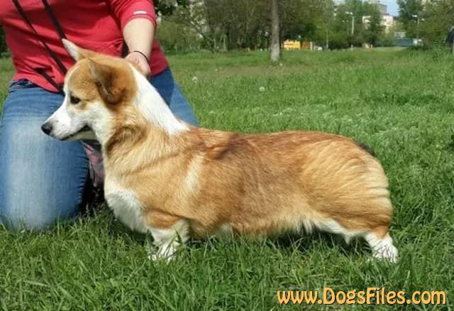 Politseiskaja Sobaka White Rose | Pembroke Welsh Corgi 