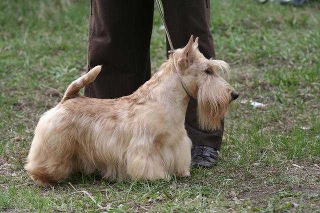 Champs Elyses De Champernoune | Scottish Terrier 