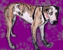 Bachelor Creek's Smuckers | Great Dane 