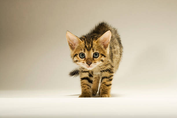 Bengal Cat