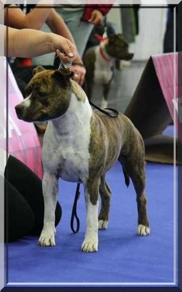Méonah Sand Down The Area | American Staffordshire Terrier 