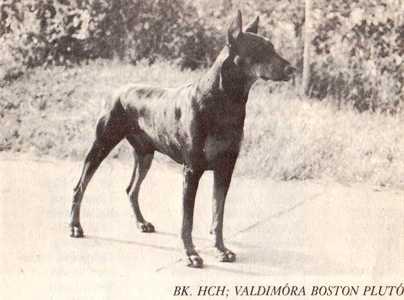 Valdimora Boston Pluto | Black Doberman Pinscher