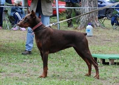 Elsan Haus Bella Blonde | Brown Doberman Pinscher