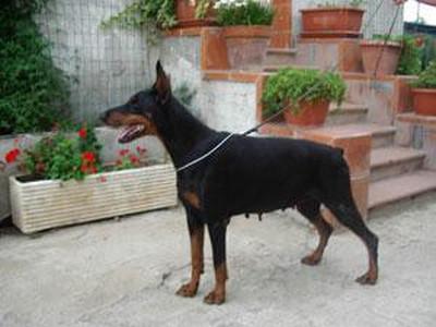 Vivien Sawages | Black Doberman Pinscher