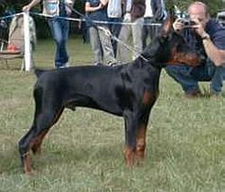 Graf Charon Jimona of Mon-ja-mes | Black Doberman Pinscher