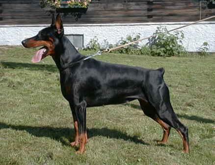 Gräfin Cibele Jimona of Mon-ja-mes | Black Doberman Pinscher