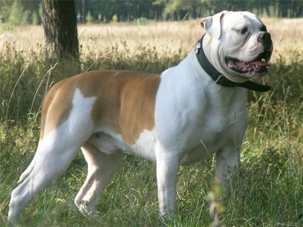 Backyard`s Venturesome Elvis | American Bulldog 