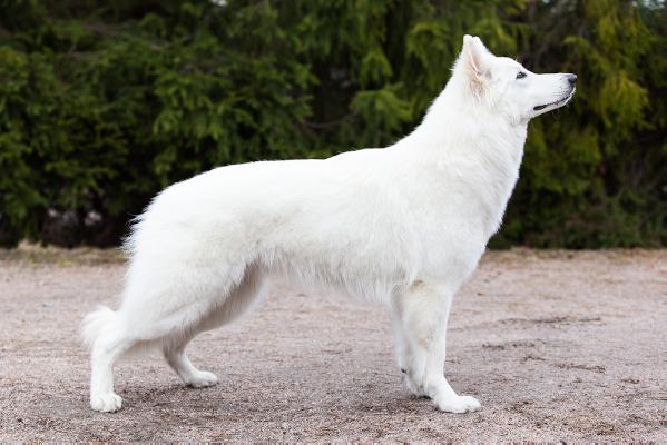Kiratin Imala Wolf | White Swiss Shepherd Dog 
