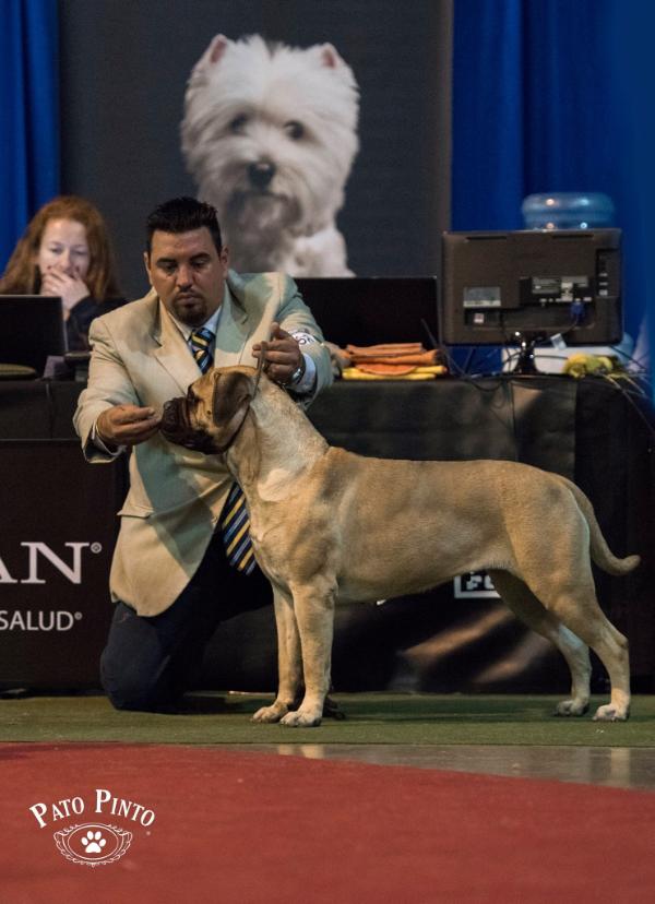 The Course of the Black Pearl Alma Stone | Bullmastiff 