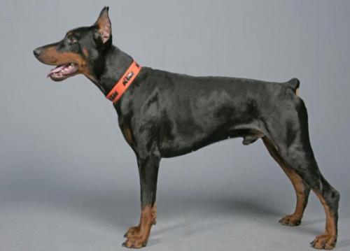 Graf Nando of Mon-ja-mes | Black Doberman Pinscher