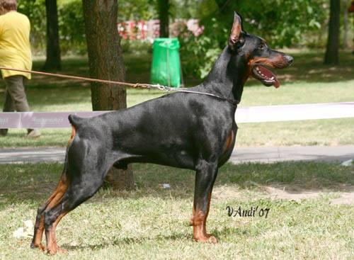 Marcus di Satti | Black Doberman Pinscher