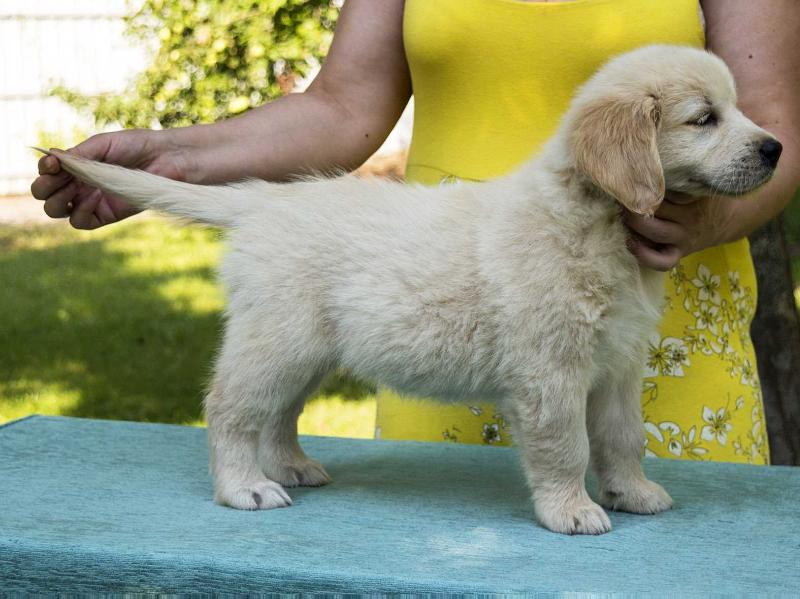 Samarena Sundance Symphony | Golden Retriever 