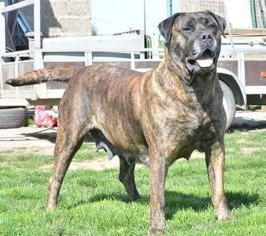 guardia de fuego Fuerta | Perro de Presa Canario 