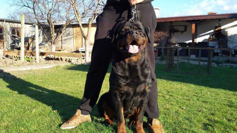 Gringo Von haus dibich | Rottweiler 