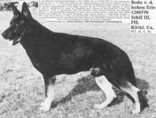 Bodo von der hohen Erle | German Shepherd Dog 