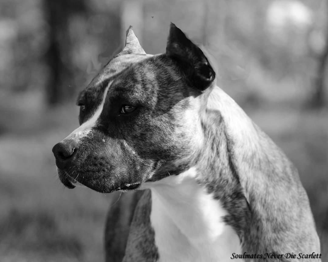 Soulmates Never Die Scarlett | American Staffordshire Terrier 