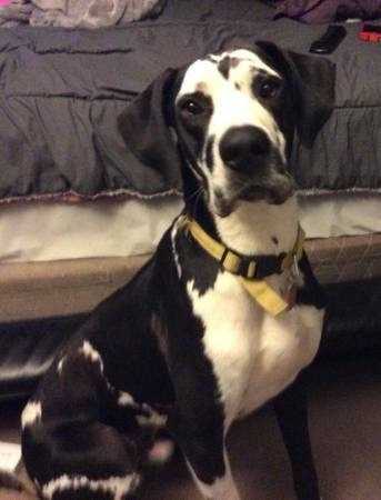 Jinx Reno | Great Dane 