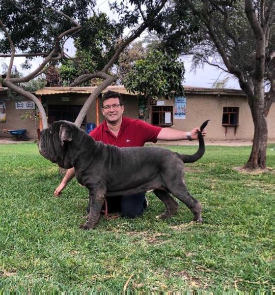 SPENCER DI FONDO ANFOSSI | Neapolitan Mastiff 