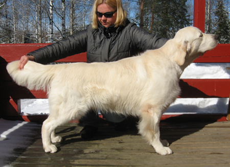 Milbu Snow Bird | Golden Retriever 