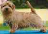 Allrigth  SMOKEJUMPER | Norfolk Terrier 