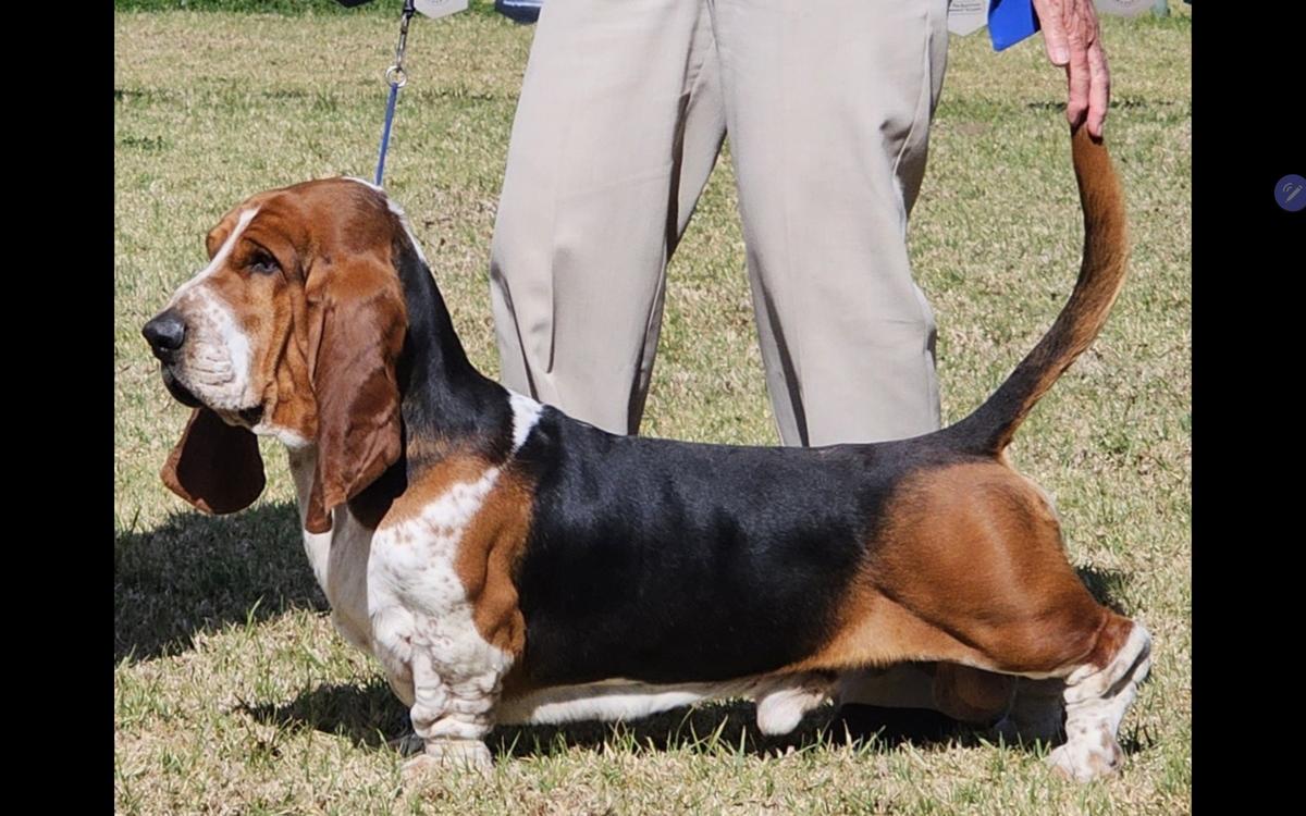 Wellingtess Zippy Do Dar | Basset Hound 