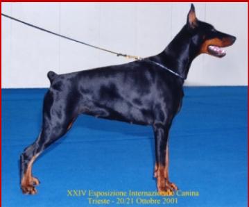 Giada di Villa Conte | Black Doberman Pinscher